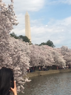 Cherry Blossoms 2019